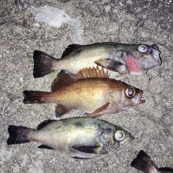 今日もメバル釣り