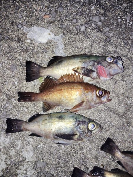 今日もメバル釣り