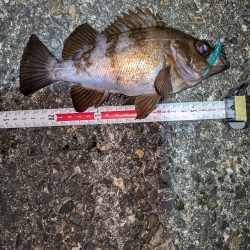 メバリング再始動