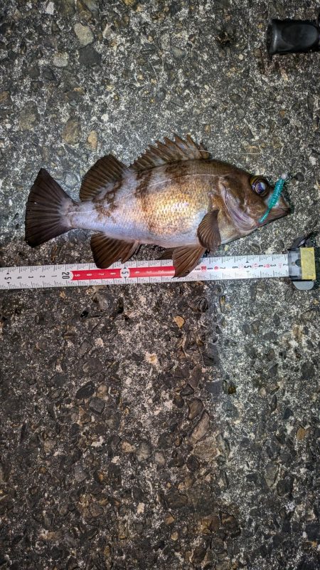 メバリング再始動