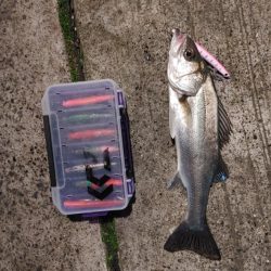 連日のフッコ1匹(^-^;