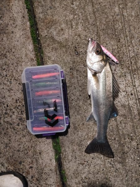 連日のフッコ1匹(^-^;