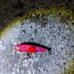 フッコ38cmと40cm