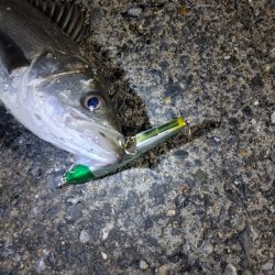 フッコ40～42cmを3匹