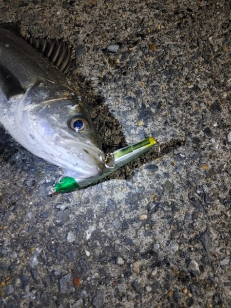 フッコ40～42cmを3匹