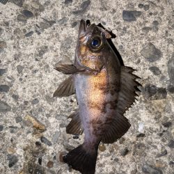 プチ冬眠からの目覚めプラッキング