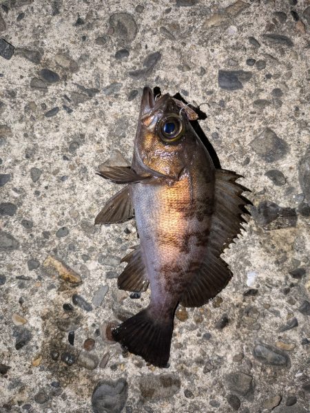 プチ冬眠からの目覚めプラッキング