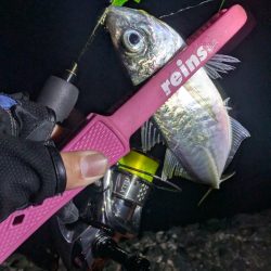 静岡県某所 ナイトアジング