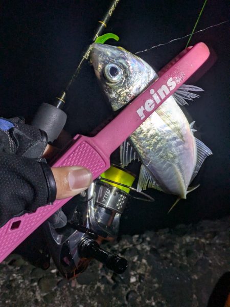 静岡県某所 ナイトアジング