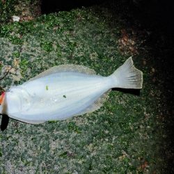 渋渋の中リリースサイズ
