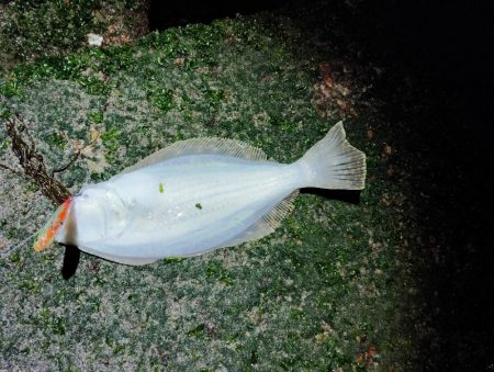 渋渋の中リリースサイズ