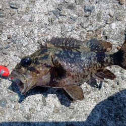 東浦〜穴釣り〜昼