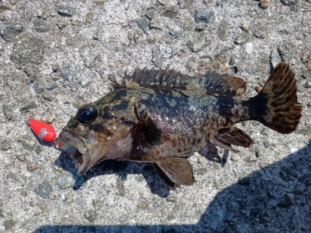 東浦〜穴釣り〜昼