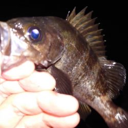 電気浮き釣り 3