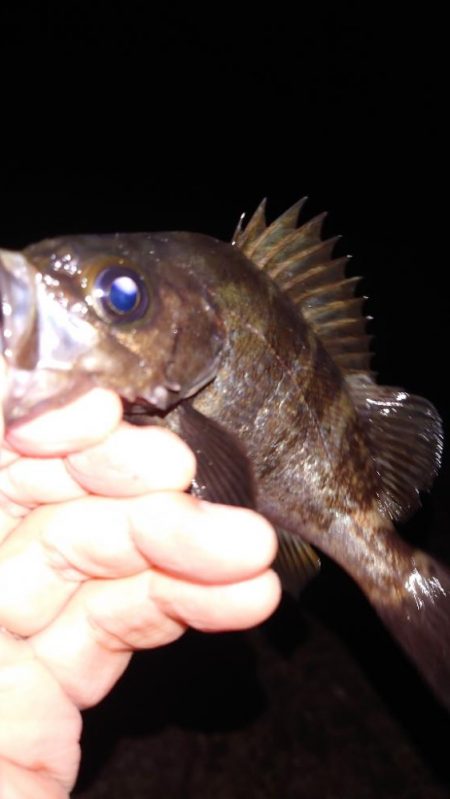 電気浮き釣り 3