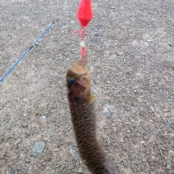 穴釣り〜淡路東浦〜2日目