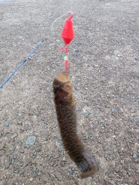 穴釣り〜淡路東浦〜2日目