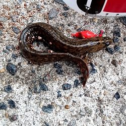 大磯〜テトラ穴釣り