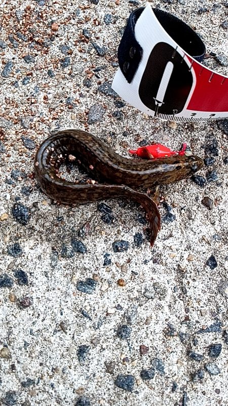 大磯〜テトラ穴釣り