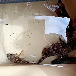 テトラ穴釣り、カサゴ良釣