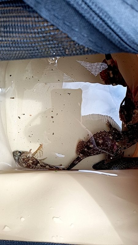 テトラ穴釣り、カサゴ良釣