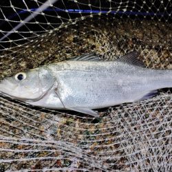 流れ強すぎてもダメなのね～