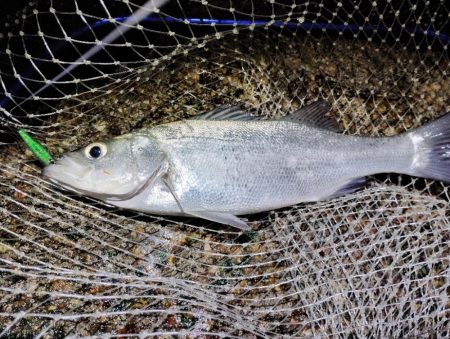 流れ強すぎてもダメなのね～