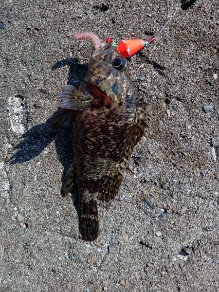 寒の戻り、穴釣り釣行