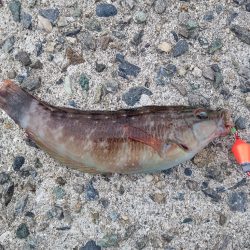 ちょい穴釣り〜仮屋