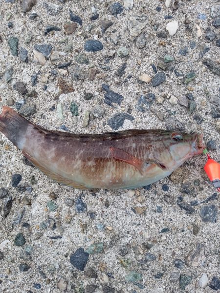 ちょい穴釣り〜仮屋