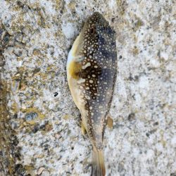 久しぶりの引き７