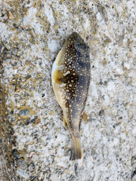 久しぶりの引き７