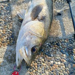 春がきたかな？いきなりあと少しでランカー