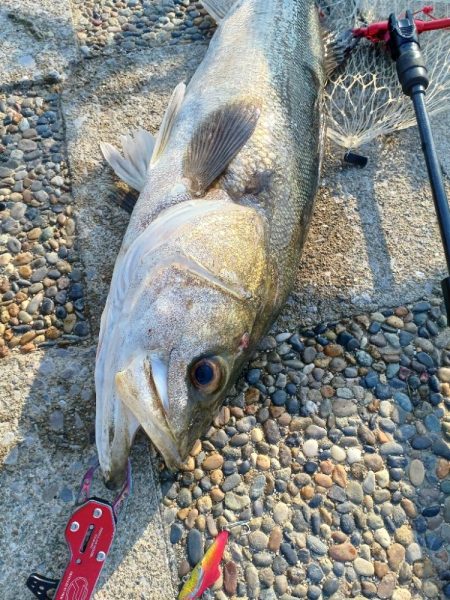春がきたかな？いきなりあと少しでランカー