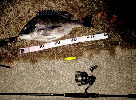 乗っ込みチヌかい？