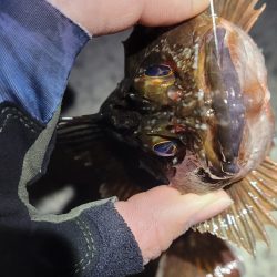 困ったときのカサゴ