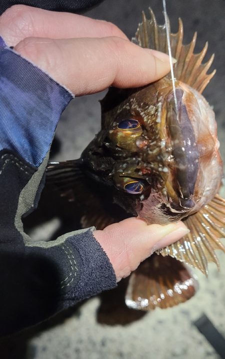 困ったときのカサゴ