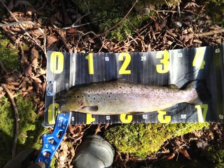 芦ノ湖解禁2日目