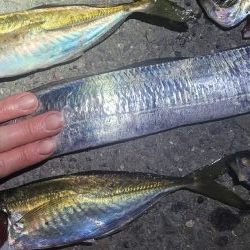 アジを狙ってみた