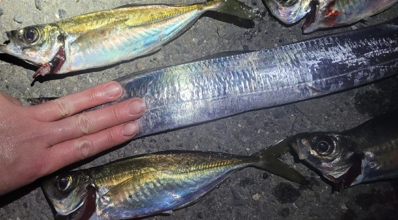 アジを狙ってみた