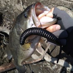 デスアダーで2本