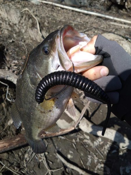 デスアダーで2本