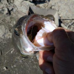 カバスキャで1本