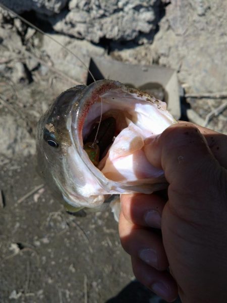 カバスキャで1本