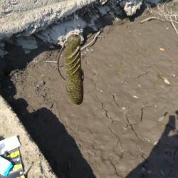 カバスキャで1本