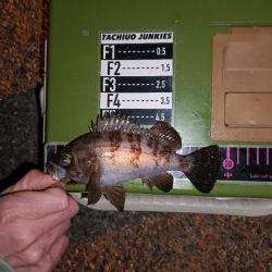 ロックフィッシュ1