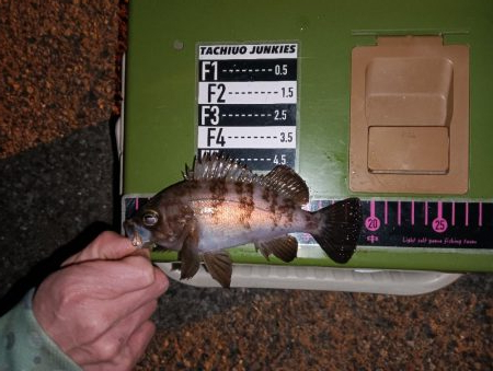 ロックフィッシュ1