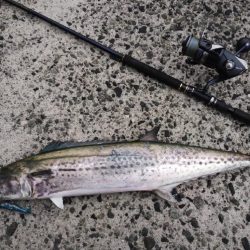 なんとかサワラ