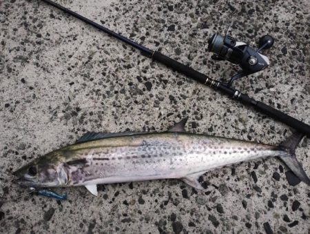 なんとかサワラ