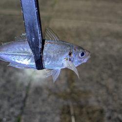 陸っぱり釣行記